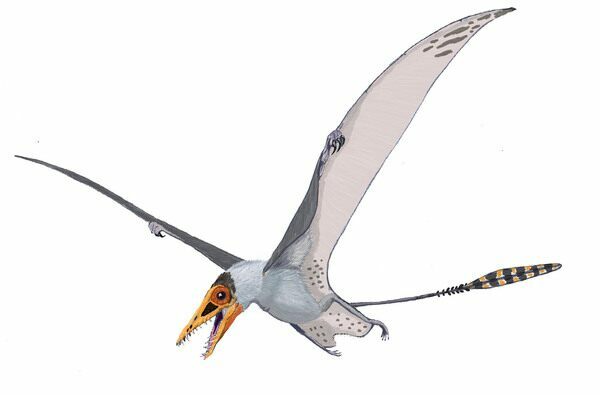 Artists reconstruction of a pterosaur.  By Dmitry Bogdanov.  Creative Commons License